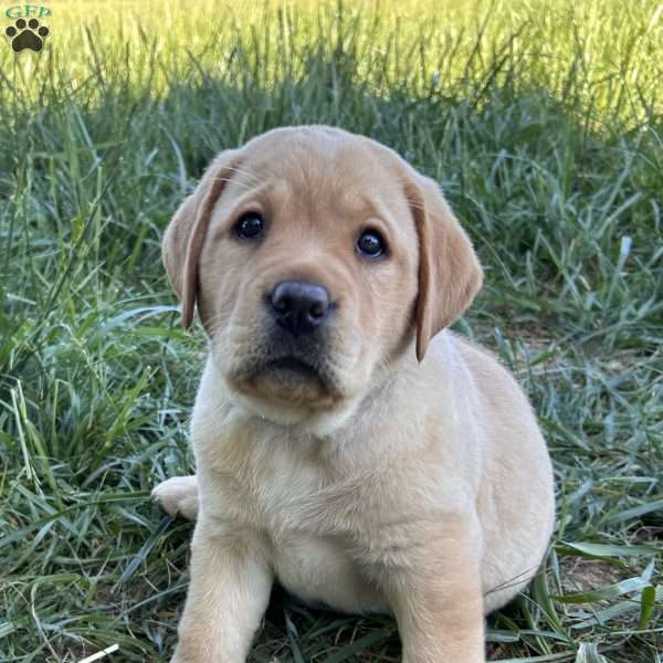 Natasha, Yellow Labrador Retriever Puppy